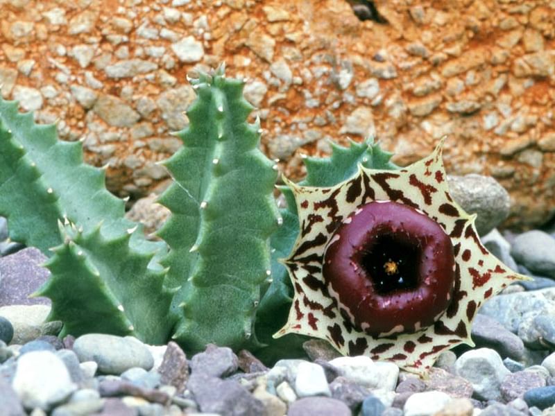 Huernia Plowseii | Huernia | Apocynaceae