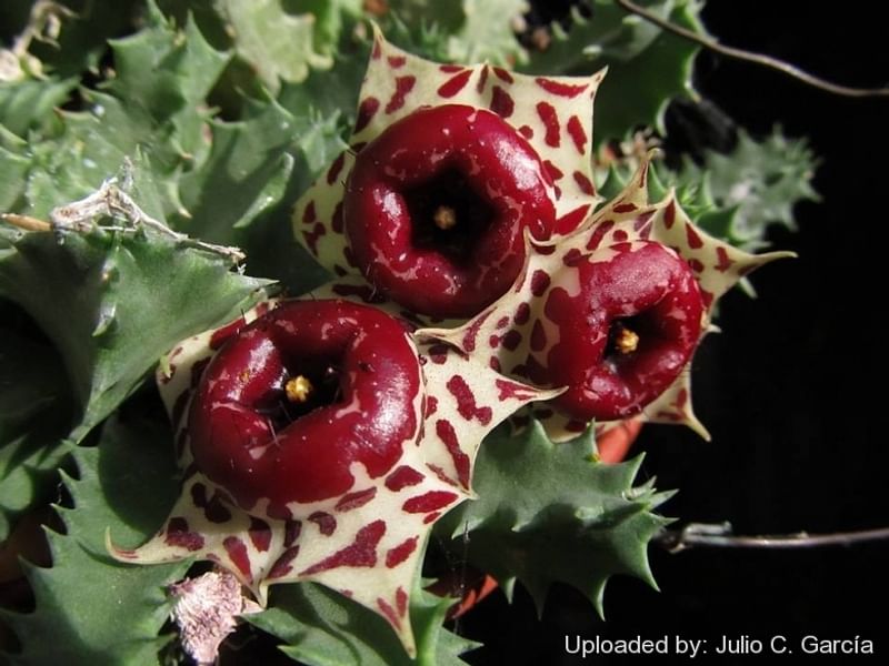 Huernia Plowseii | Huernia | Apocynaceae