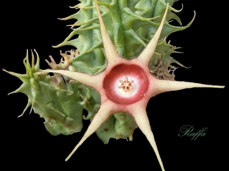 Huernia Verekeri | Huernia | Apocynaceae