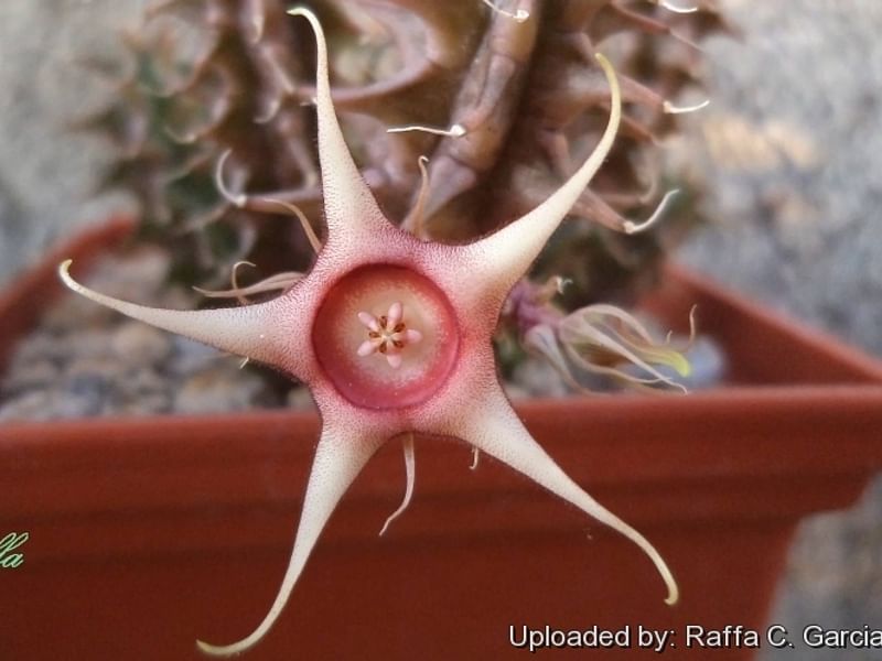 Huernia Verekeri | Huernia | Apocynaceae