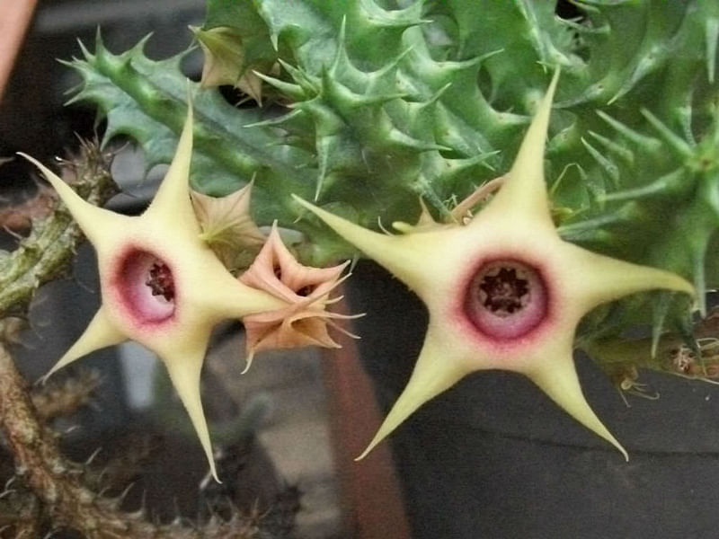 Huernia Verekeri | Huernia | Apocynaceae