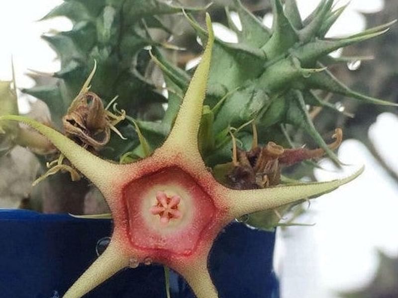 Huernia Verekeri | Huernia | Apocynaceae