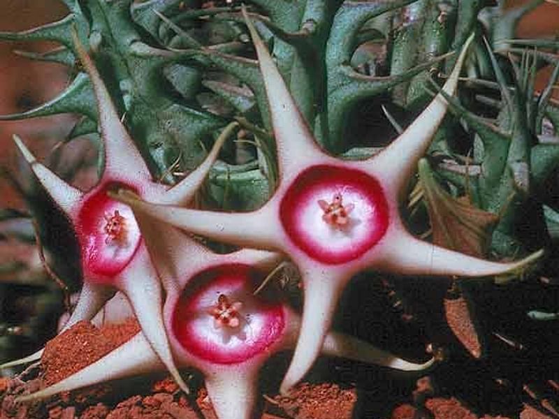 Huernia Verekeri | Huernia | Apocynaceae