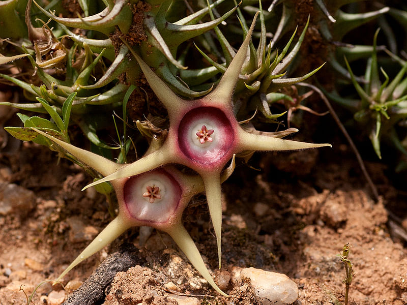 Huernia Verekeri | Huernia | Apocynaceae