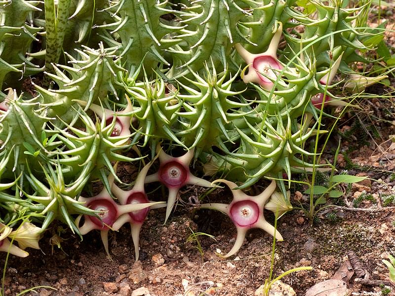 Huernia Verekeri | Huernia | Apocynaceae