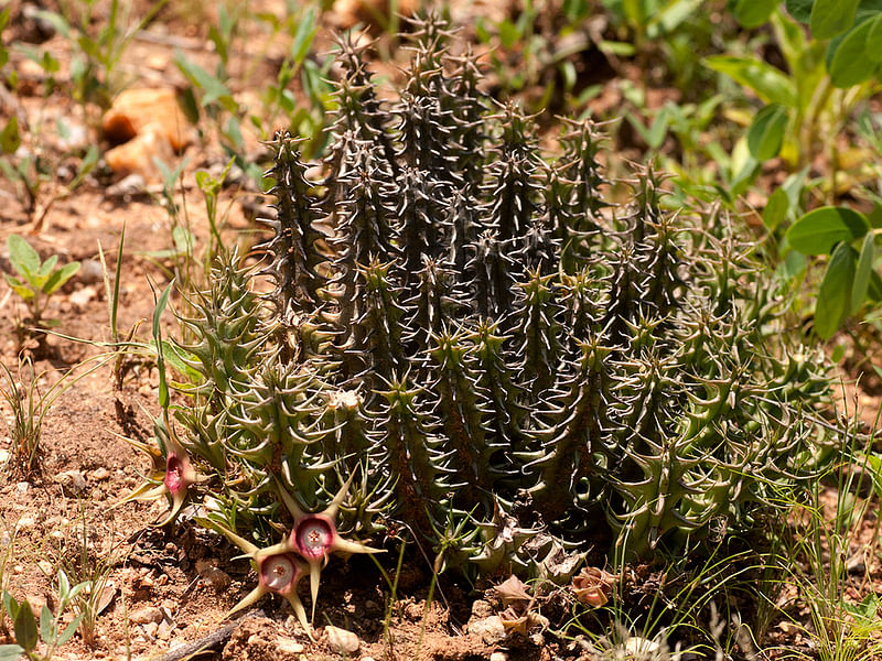Huernia Verekeri | Huernia | Apocynaceae