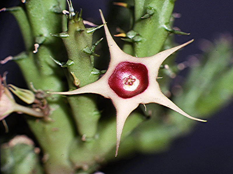 Huernia Verekeri | Huernia | Apocynaceae