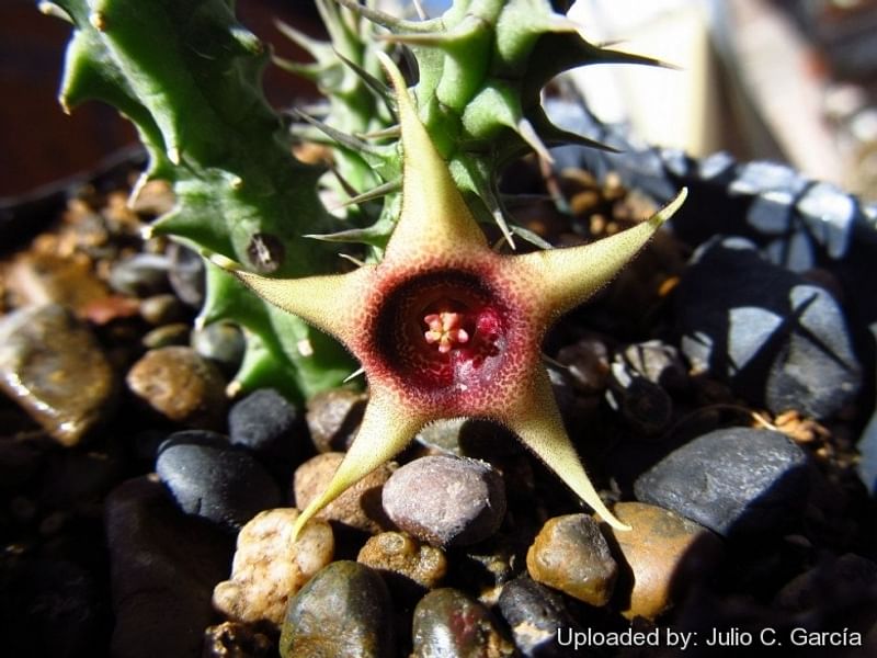 Huernia Verekeri | Huernia | Apocynaceae