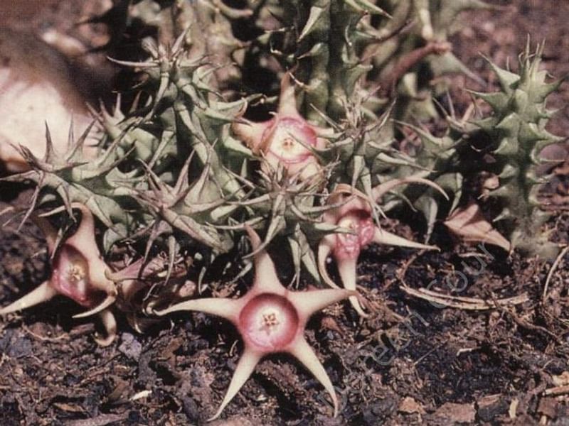 Huernia Verekeri | Huernia | Apocynaceae