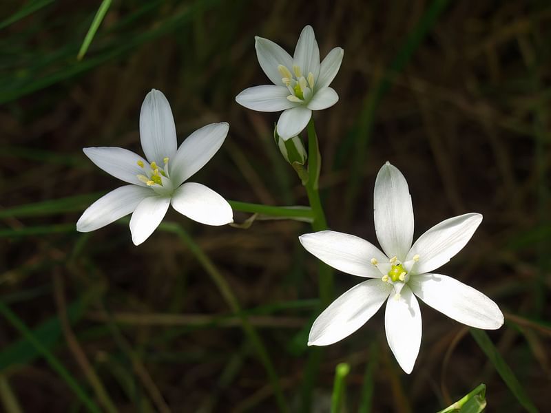 Hyacinthaceae