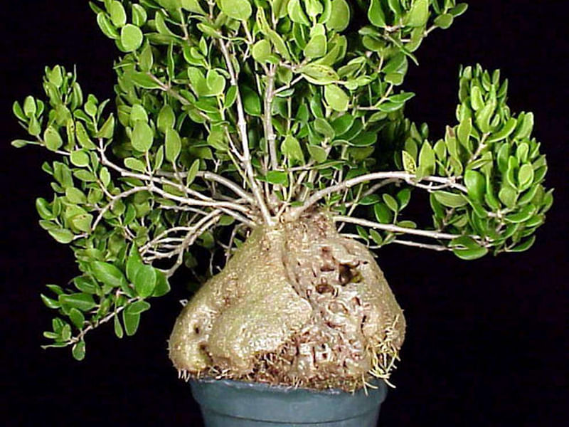 Hydrophytum Mosleyanum | Rubiaceae
