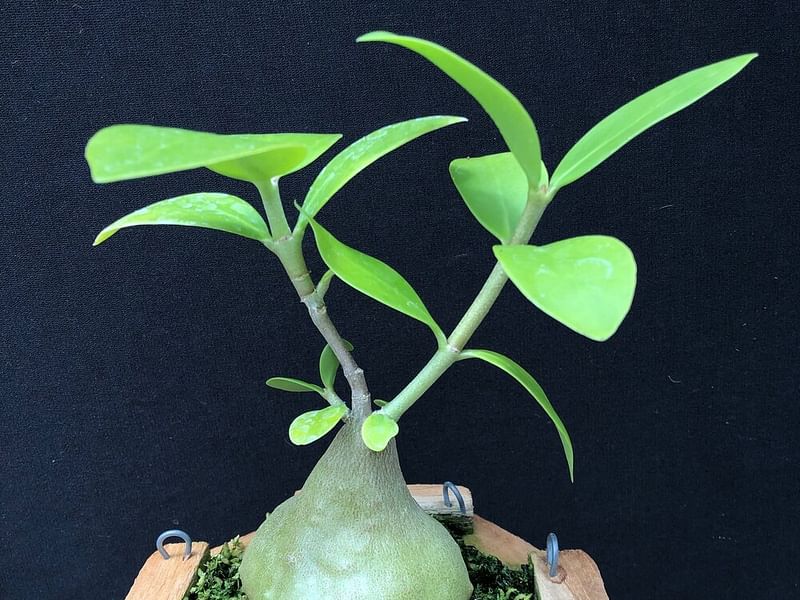 Hydrophytum Mosleyanum | Rubiaceae
