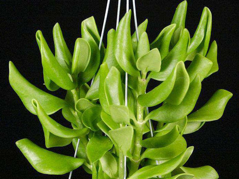 Hydrophytum Mosleyanum | Rubiaceae