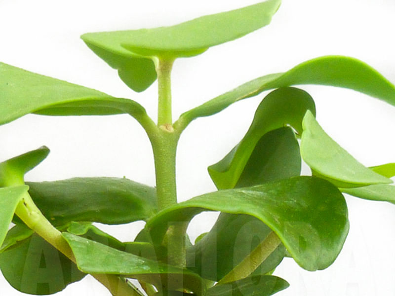 Hydrophytum Mosleyanum | Rubiaceae