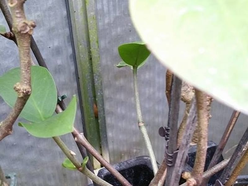 Hydrophytum Mosleyanum | Rubiaceae