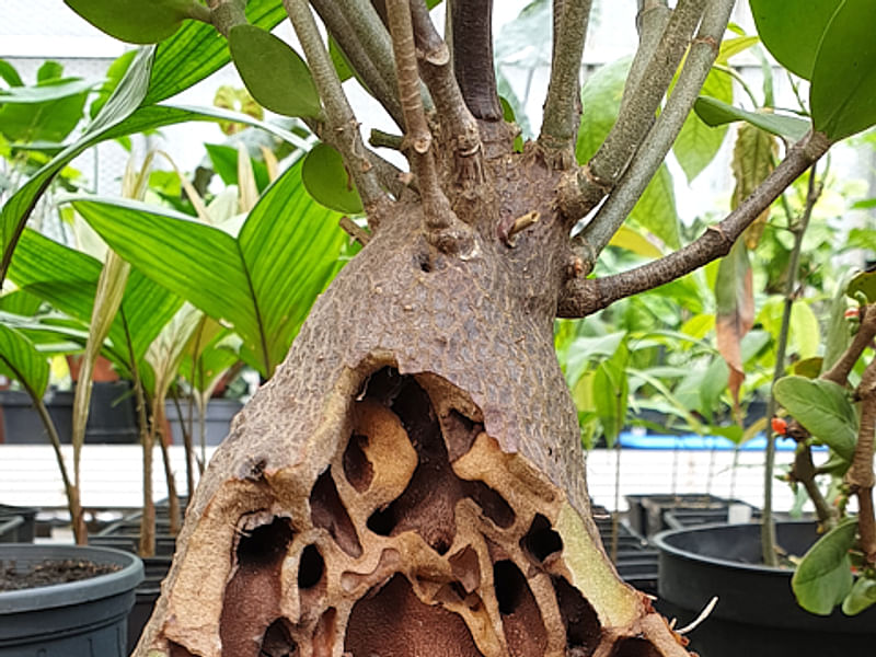 Hydrophytum Mosleyanum | Rubiaceae
