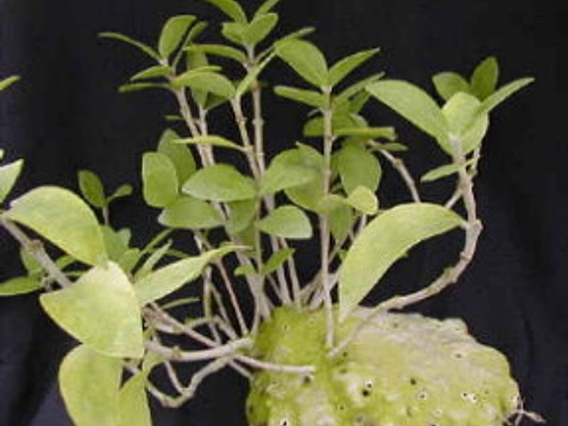 Hydrophytum Mosleyanum | Rubiaceae
