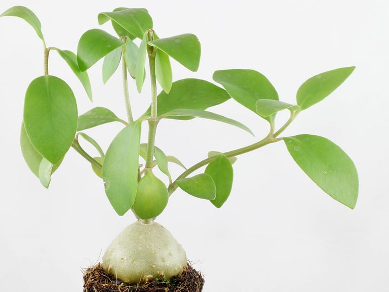 Hydrophytum Mosleyanum | Rubiaceae