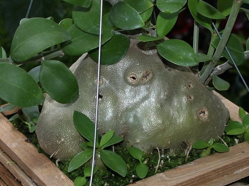 Hydrophytum Mosleyanum | Rubiaceae