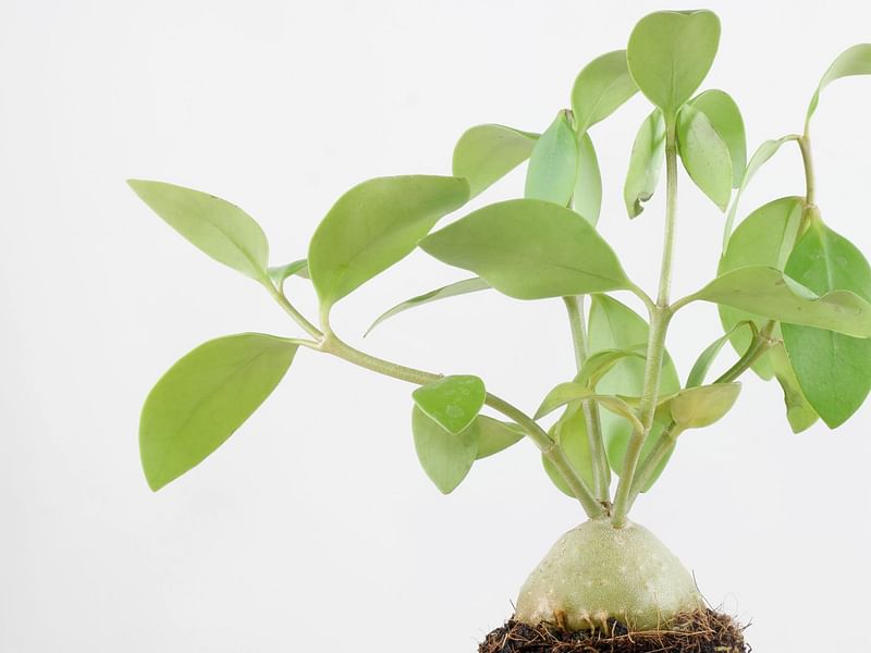 Hydrophytum Mosleyanum | Rubiaceae