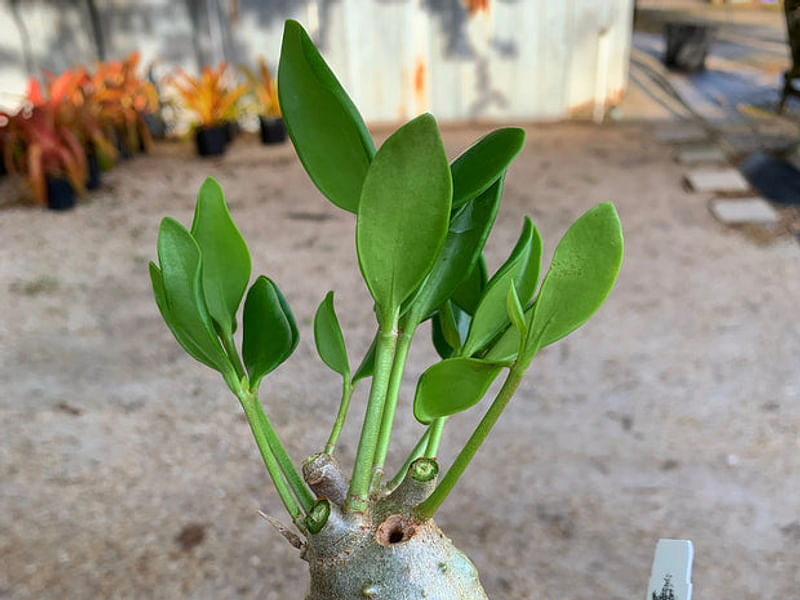 Hydrophytum Mosleyanum | Rubiaceae