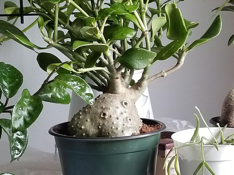Hydrophytum Mosleyanum | Rubiaceae