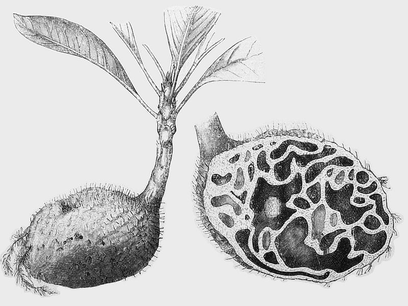 Hydrophytum Mosleyanum | Rubiaceae