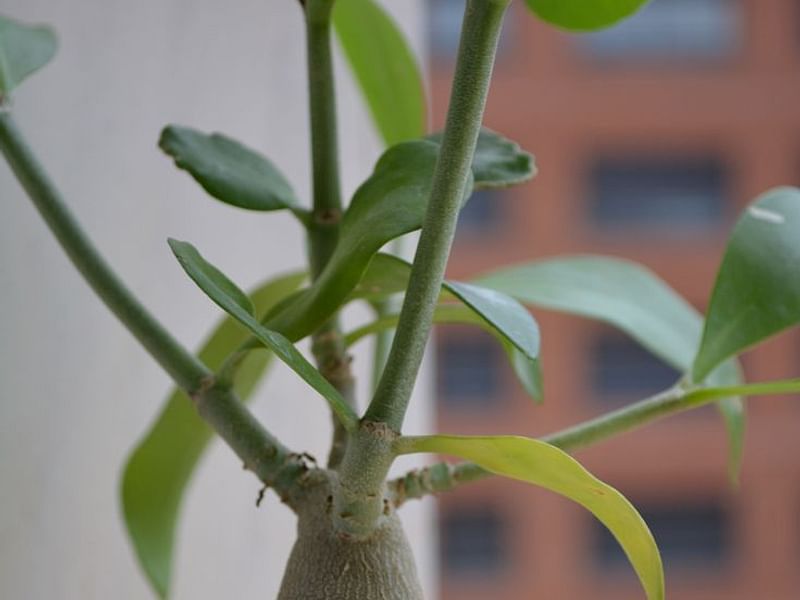 Hydrophytum Mosleyanum | Rubiaceae