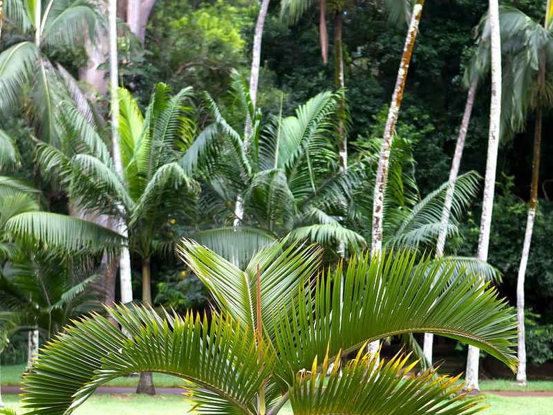 Hyophorbe Lagenicaulis | Hyophorbe | Arecaceae