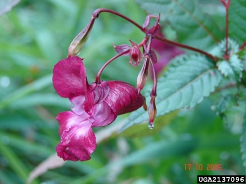 Impatiens Glandulifera - Roadside, Surrey | Impatiens | Balsaminaceae