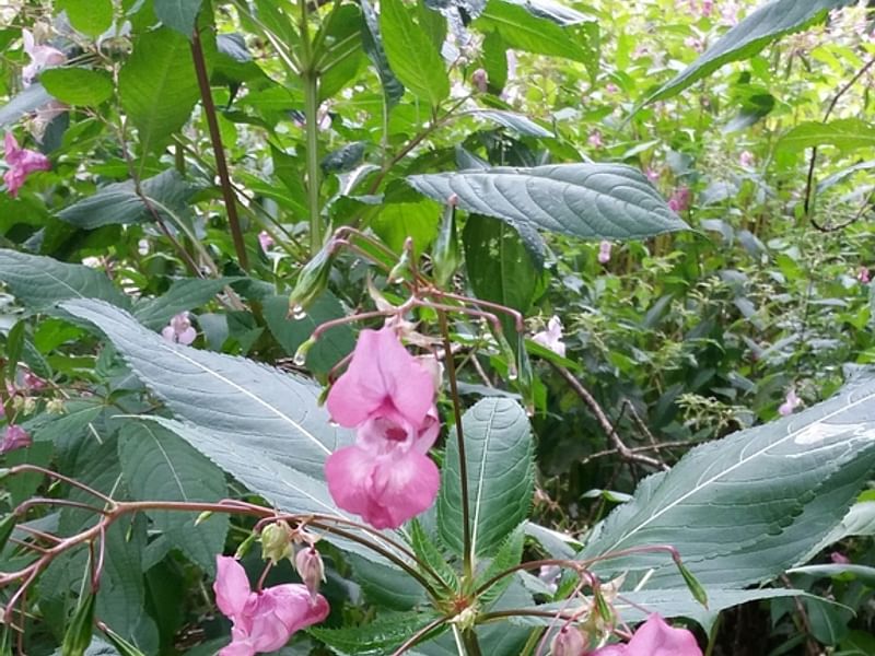 Impatiens Glandulifera - Roadside, Surrey | Impatiens | Balsaminaceae