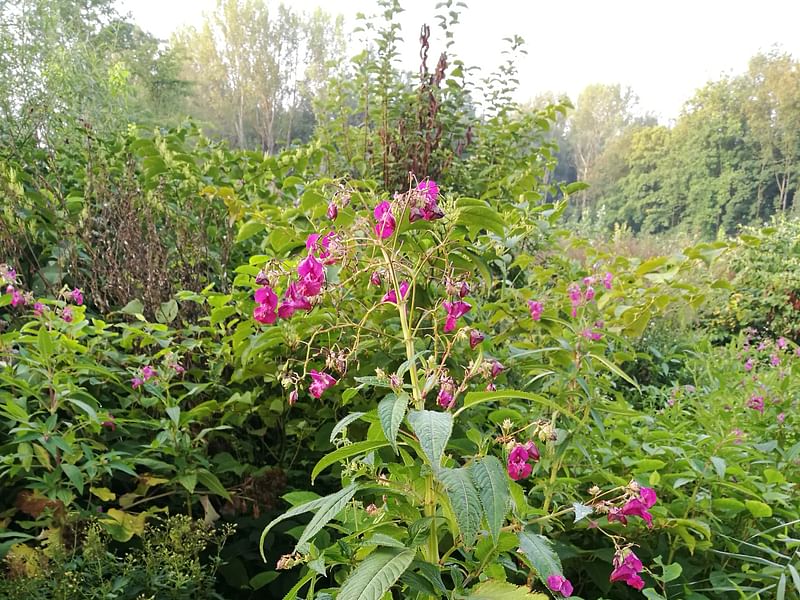 Impatiens Glandulifera - Roadside, Surrey | Impatiens | Balsaminaceae