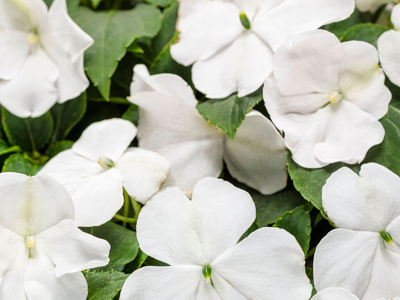 Impatiens Walleriana - Annual Bedding | Impatiens | Balsaminaceae