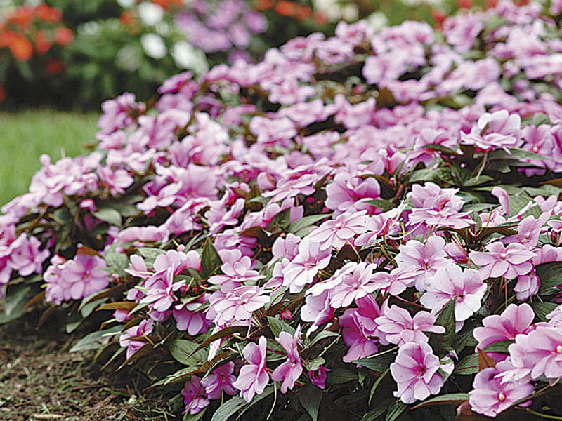 Impatiens Walleriana - Annual Bedding | Impatiens | Balsaminaceae