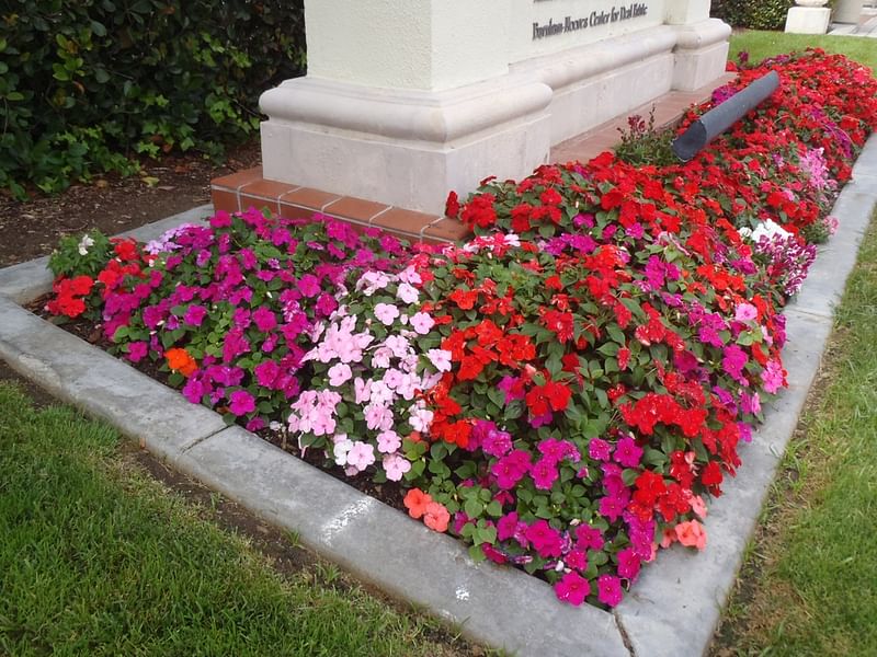 Impatiens Walleriana - Annual Bedding | Impatiens | Balsaminaceae