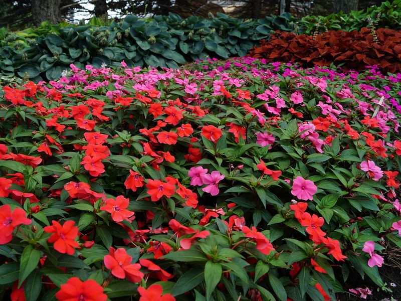 Impatiens Walleriana - Annual Bedding | Impatiens | Balsaminaceae