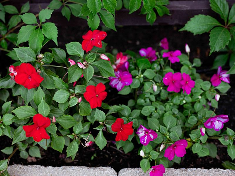Impatiens Walleriana - Annual Bedding | Impatiens | Balsaminaceae