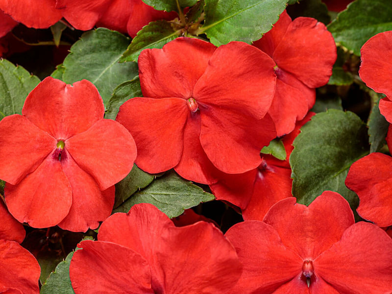 Impatiens Walleriana - Annual Bedding | Impatiens | Balsaminaceae