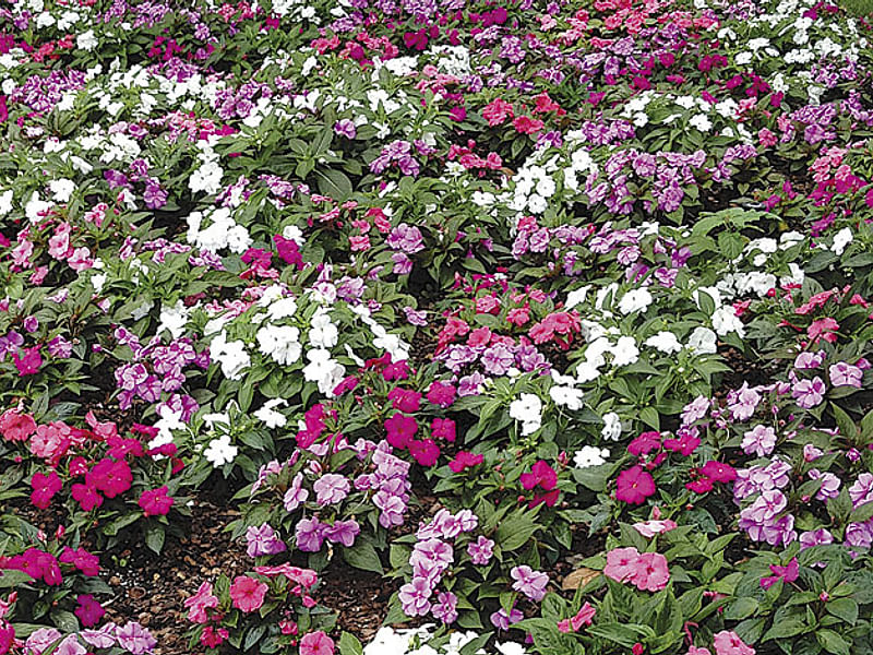 Impatiens Walleriana - Annual Bedding | Impatiens | Balsaminaceae