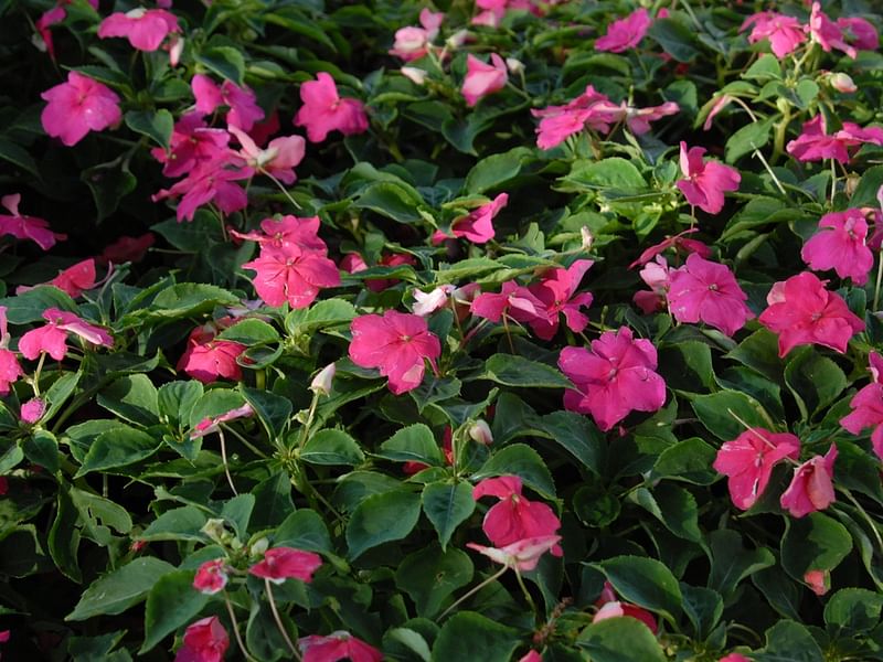 Impatiens Walleriana - Annual Bedding | Impatiens | Balsaminaceae
