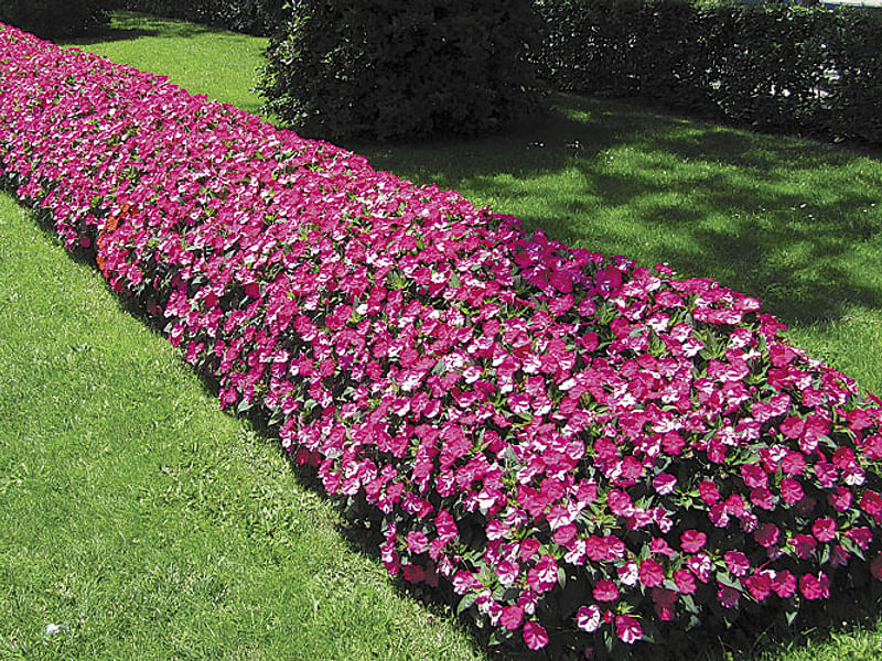 Impatiens Walleriana - Annual Bedding | Impatiens | Balsaminaceae