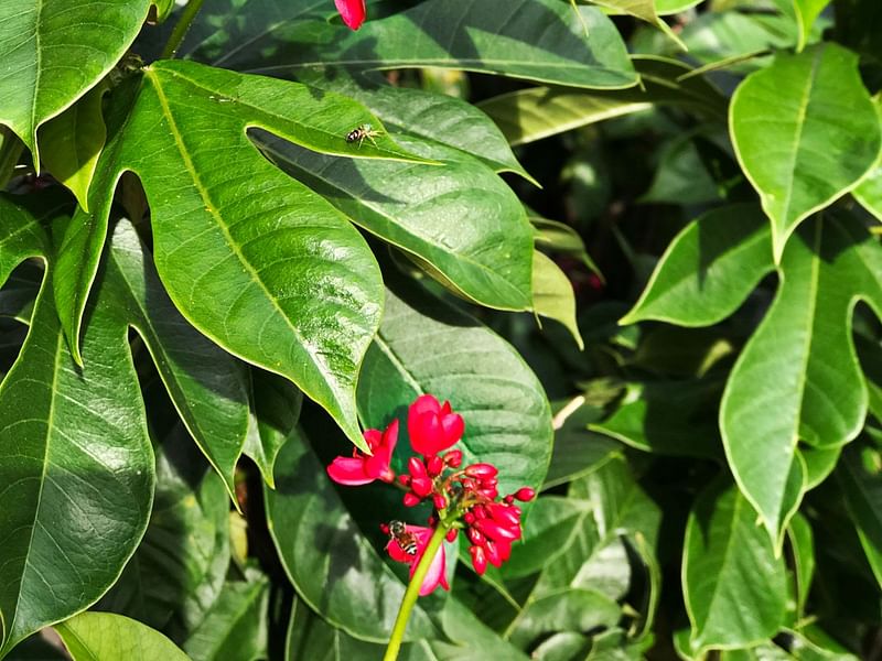 Jatropha | Euphorbiaceae