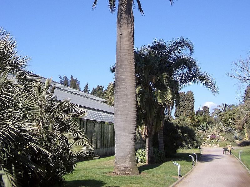 Jubaea Chilensis | Jubaea | Arecaceae