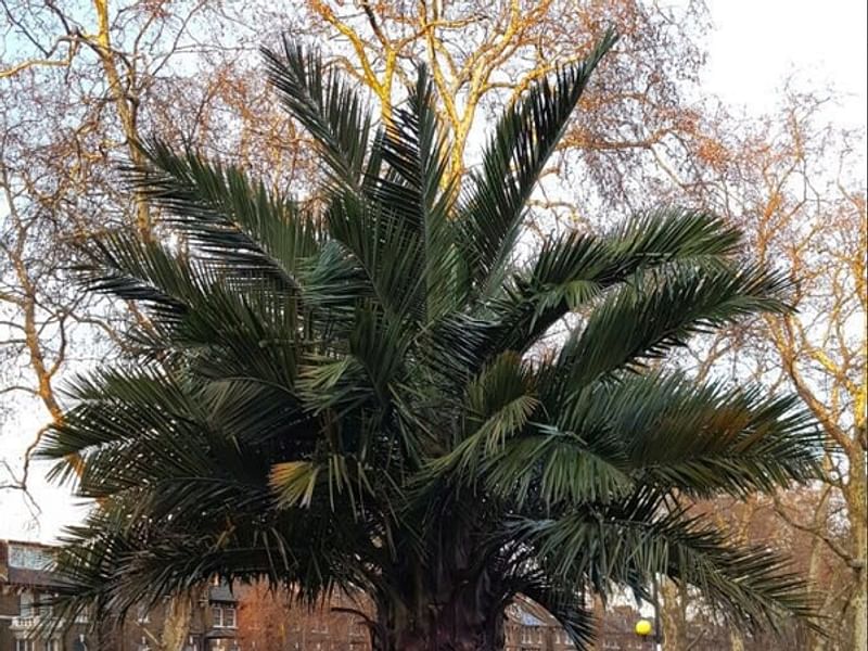 Jubaea Chilensis | Jubaea | Arecaceae