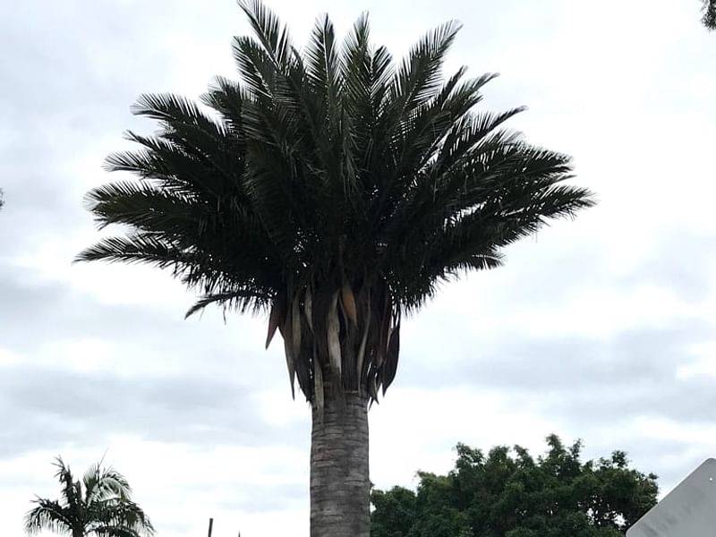 Jubaea Chilensis | Jubaea | Arecaceae