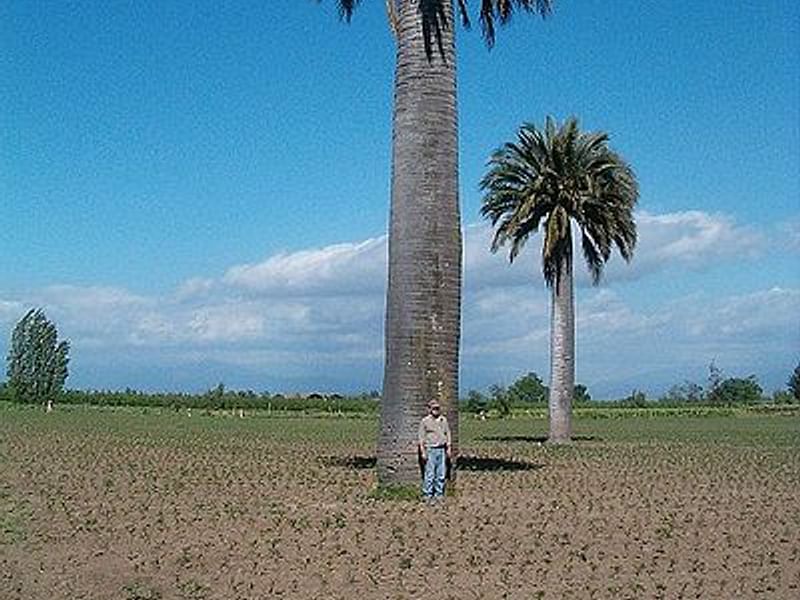 Jubaea Chilensis | Jubaea | Arecaceae