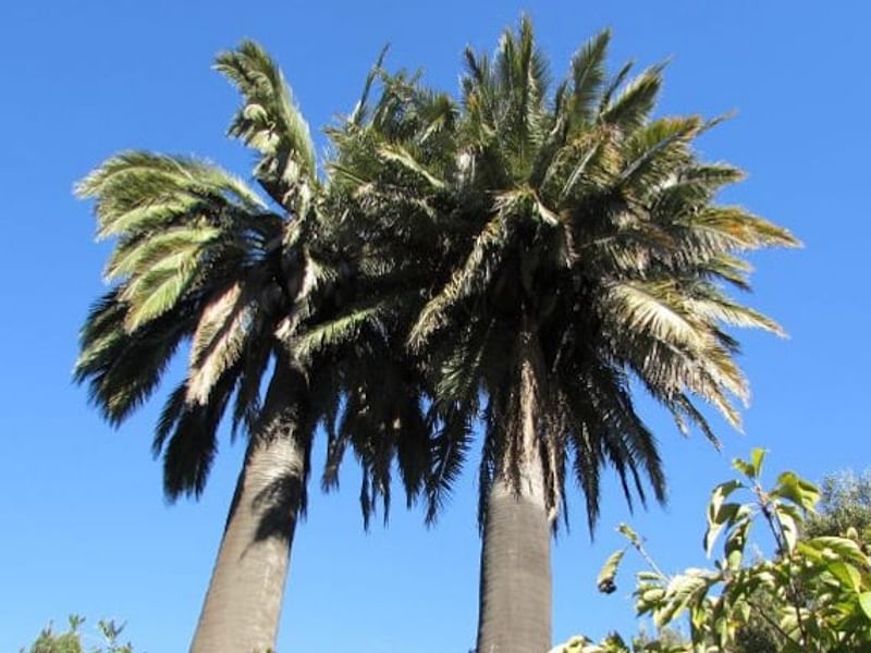 Jubaea Chilensis | Jubaea | Arecaceae
