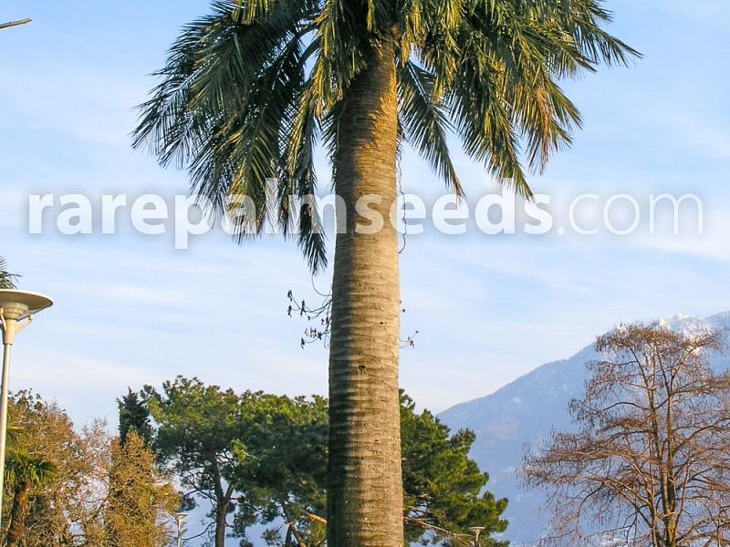 Jubaea Chilensis | Jubaea | Arecaceae