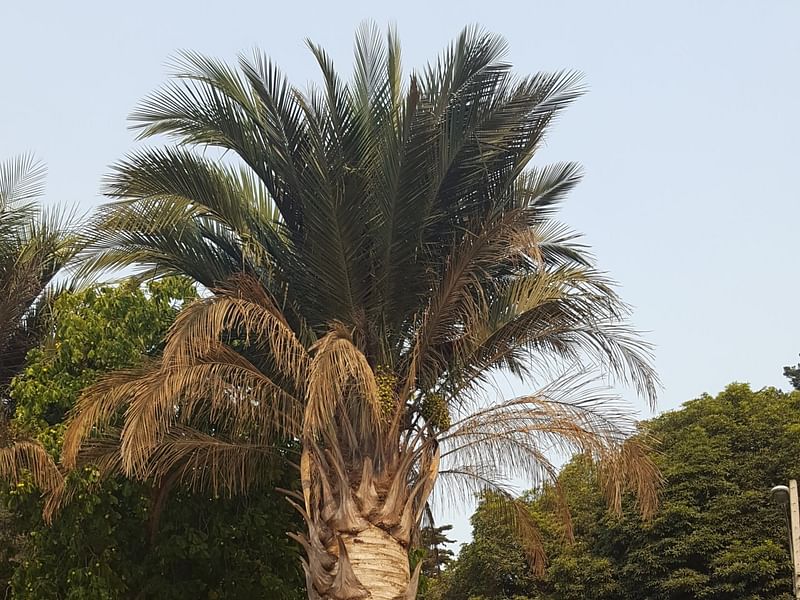 Jubaea Chilensis | Jubaea | Arecaceae
