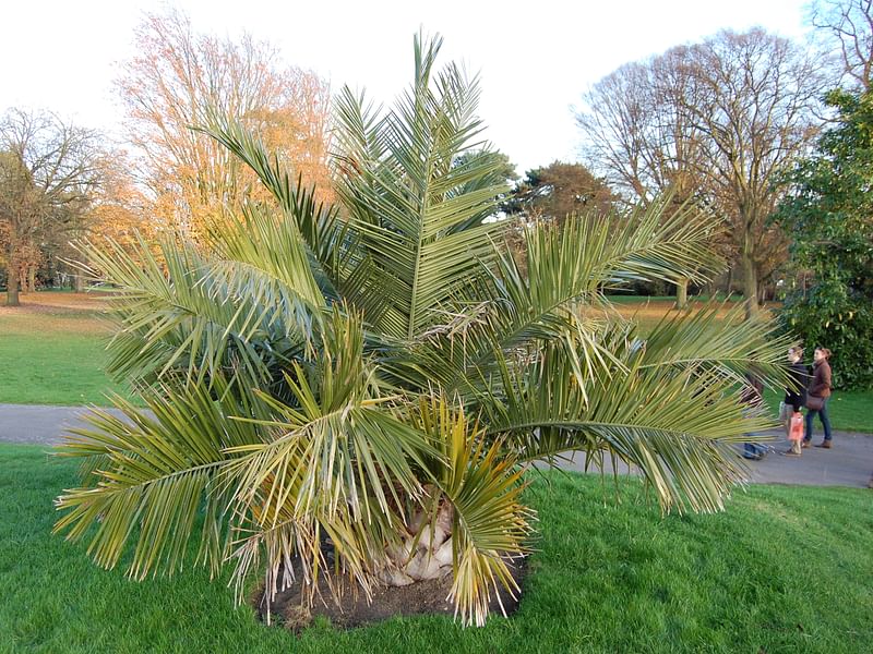 Jubaea Chilensis | Jubaea | Arecaceae
